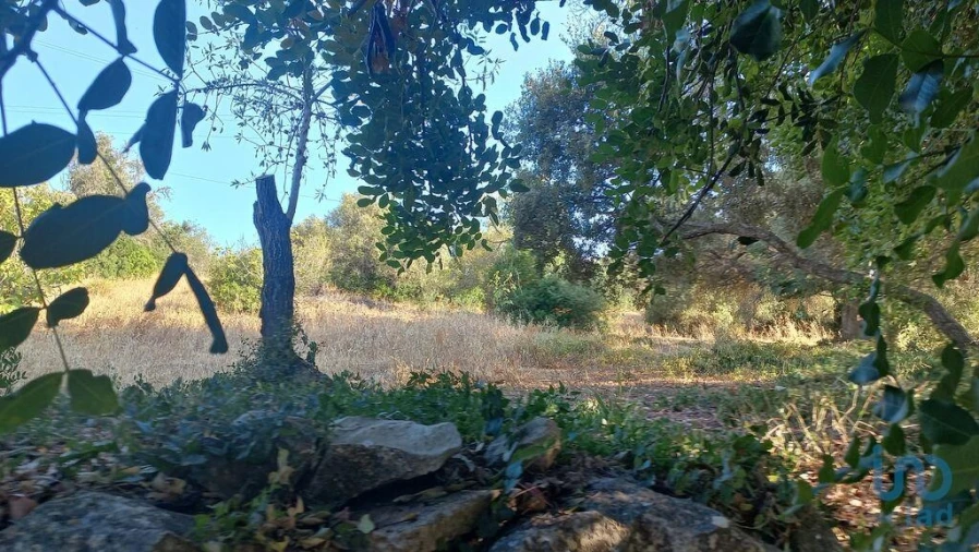 Terreno para Venda em Loule (São Clemente) Foto 3