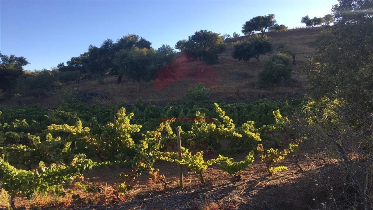 Terreno Agricola ou Rústico para Venda em Azinhal Foto 2