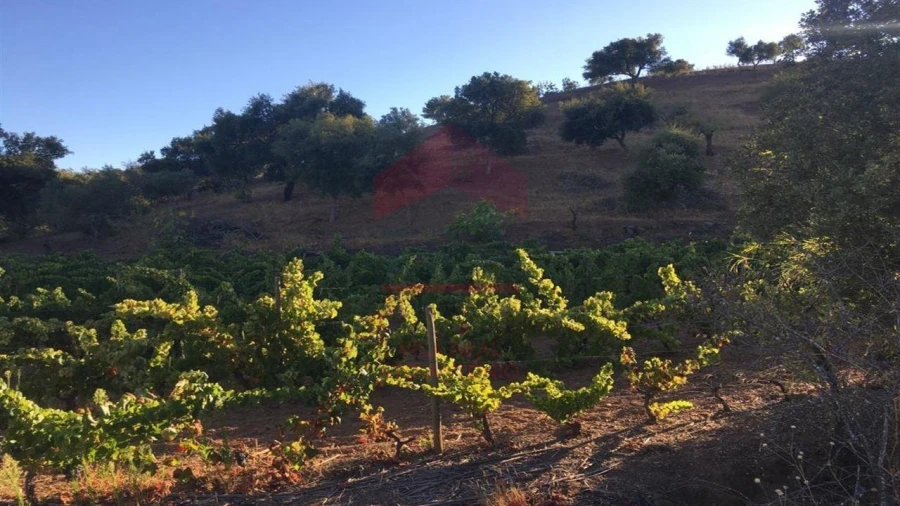 Terreno Agricola ou Rústico para Venda em Azinhal Foto 2