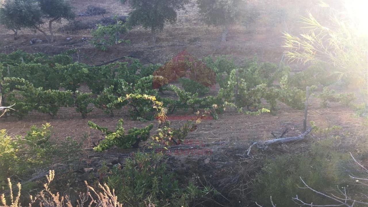 Terreno Agricola ou Rústico para Venda em Azinhal Foto 3