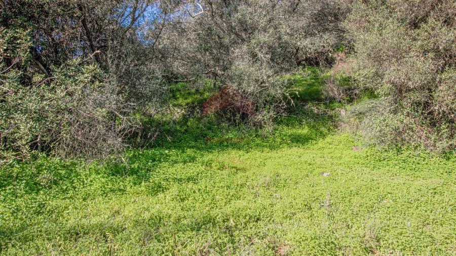 Terreno Agricola ou Rústico para Venda em Alcoutim e Pereiro Foto 3