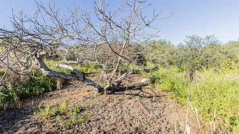 Terreno Agricola ou Rústico para Venda em Alcoutim e Pereiro