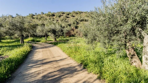 Terreno Agricola ou Rústico para Venda em Alcoutim e Pereiro