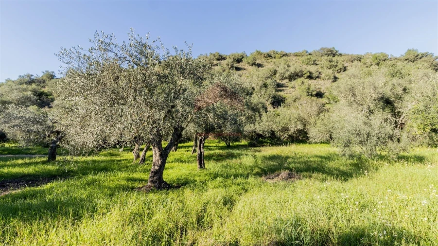 Terreno Agricola ou Rústico para Venda em Alcoutim e Pereiro Foto 9