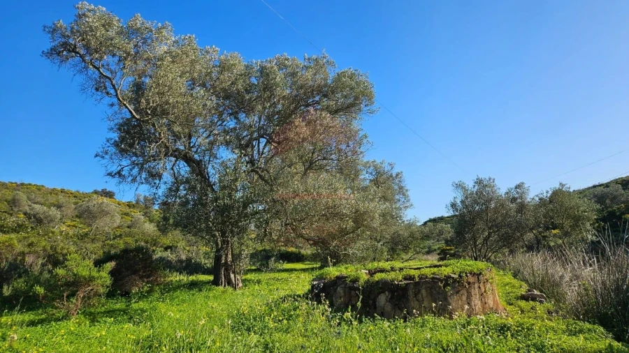 Terreno Agricola ou Rústico para Venda em Castro Marim Foto 10