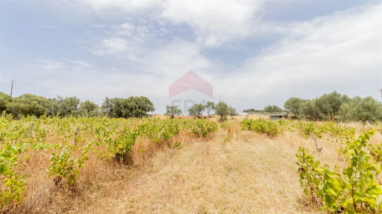 Terreno Agricola ou Rústico para Venda em Alcoutim e Pereiro Foto 5