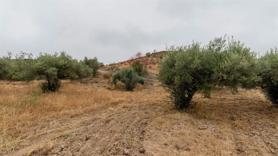 Terreno Agricola ou Rústico para Venda em Odeleite Foto 7