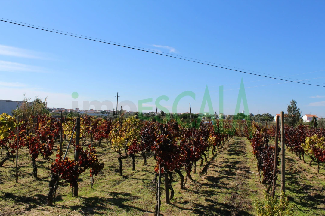 Terreno para Venda em Cartaxo e Vale da Pinta Foto 12
