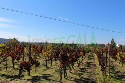 Terreno para Venda em Cartaxo e Vale da Pinta
