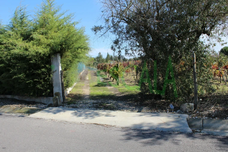 Terreno para Venda em Cartaxo e Vale da Pinta Foto 6