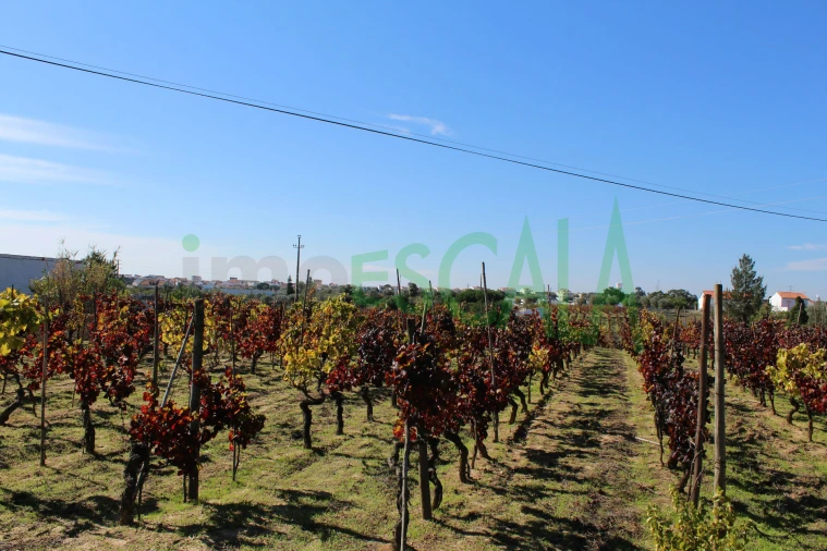 Terreno para Venda em Cartaxo e Vale da Pinta Foto 12
