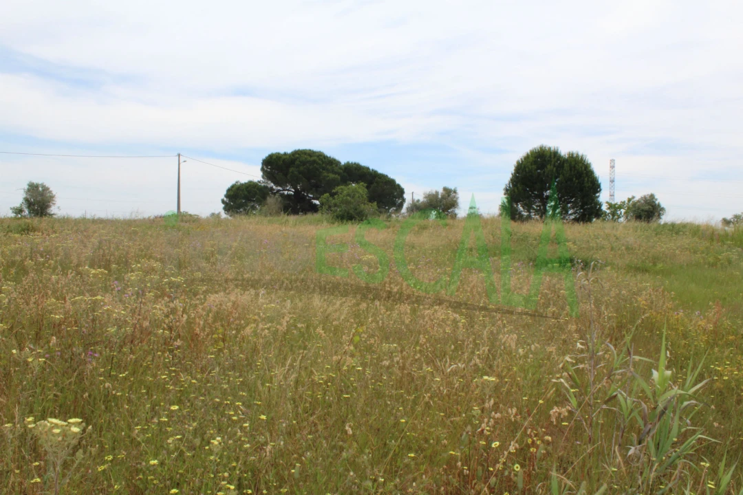Terreno Agricola ou Rústico para Venda em Cartaxo e Vale da Pinta Foto 4