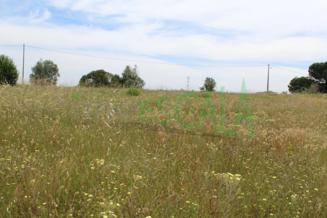 Terreno Agricola ou Rústico para Venda em Cartaxo e Vale da Pinta Foto 5