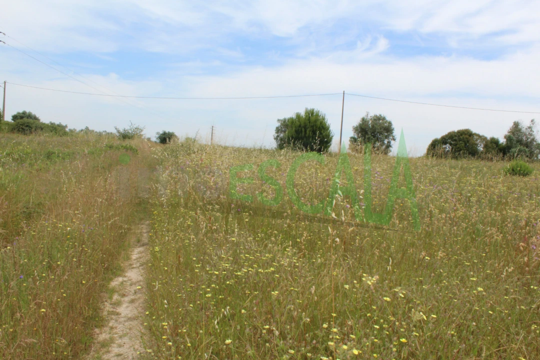 Terreno Agricola ou Rústico para Venda em Cartaxo e Vale da Pinta Foto 7