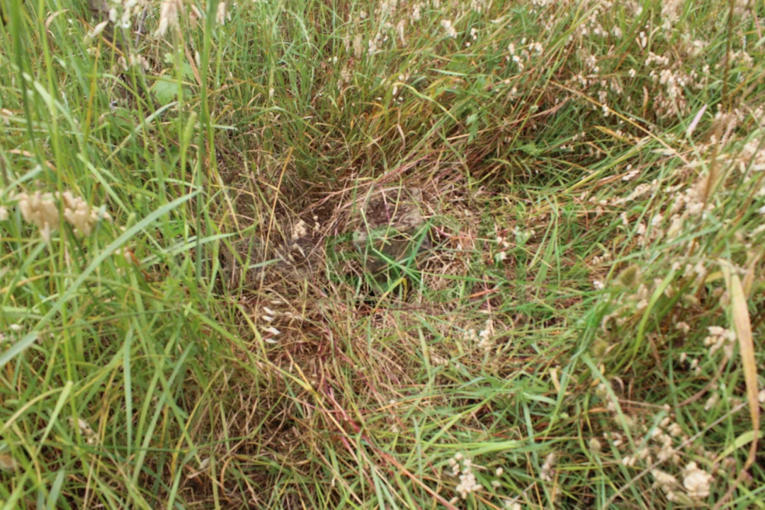 Terreno Agricola ou Rústico para Venda em Cartaxo e Vale da Pinta Foto 13