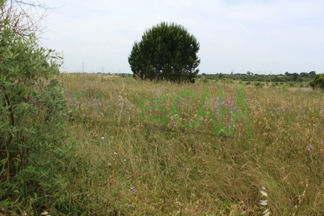 Terreno Agricola ou Rústico para Venda em Cartaxo e Vale da Pinta Foto 18