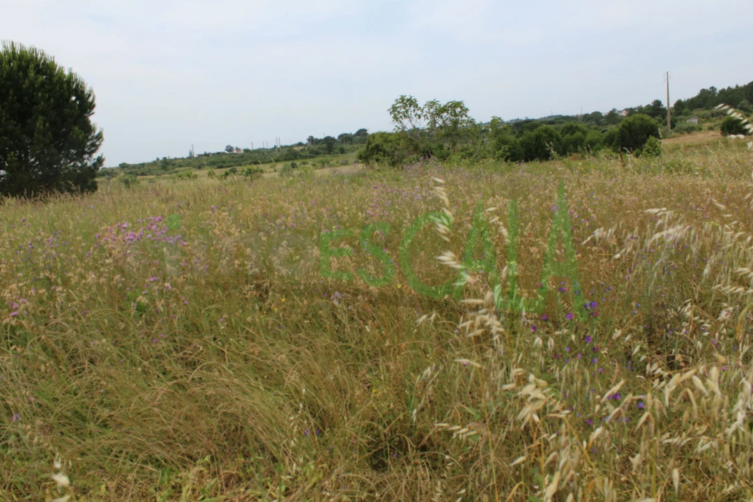 Terreno Agricola ou Rústico para Venda em Cartaxo e Vale da Pinta Foto 19