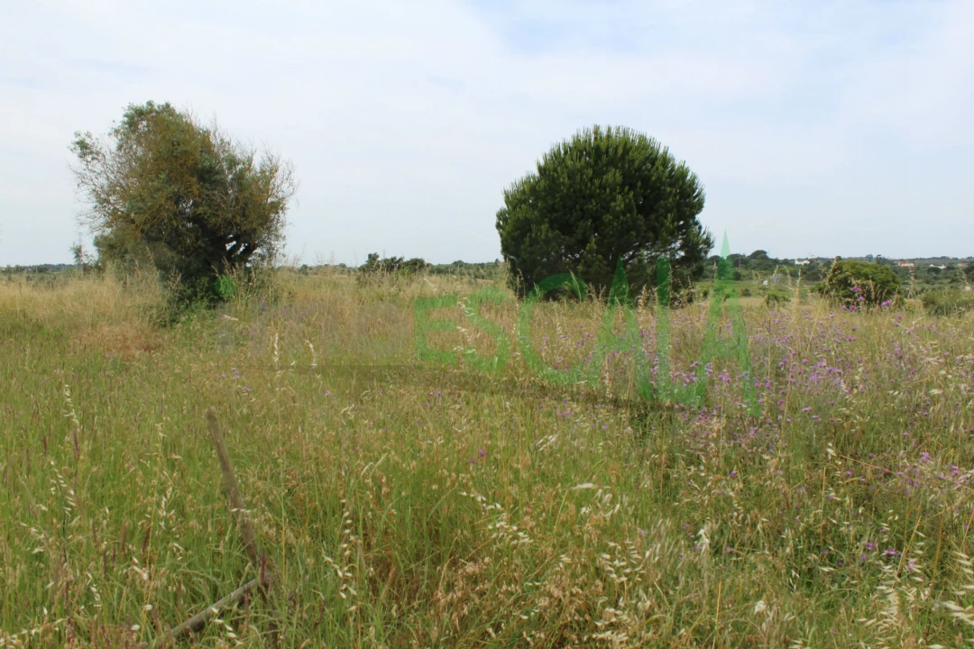 Terreno Agricola ou Rústico para Venda em Cartaxo e Vale da Pinta Foto 20
