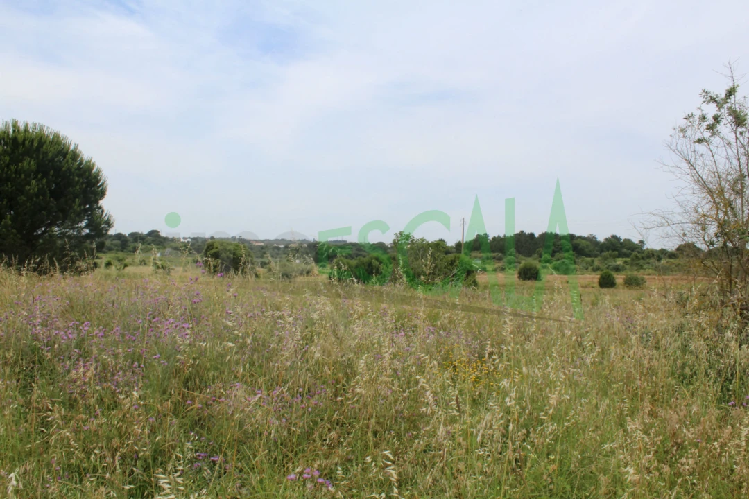 Terreno Agricola ou Rústico para Venda em Cartaxo e Vale da Pinta Foto 21
