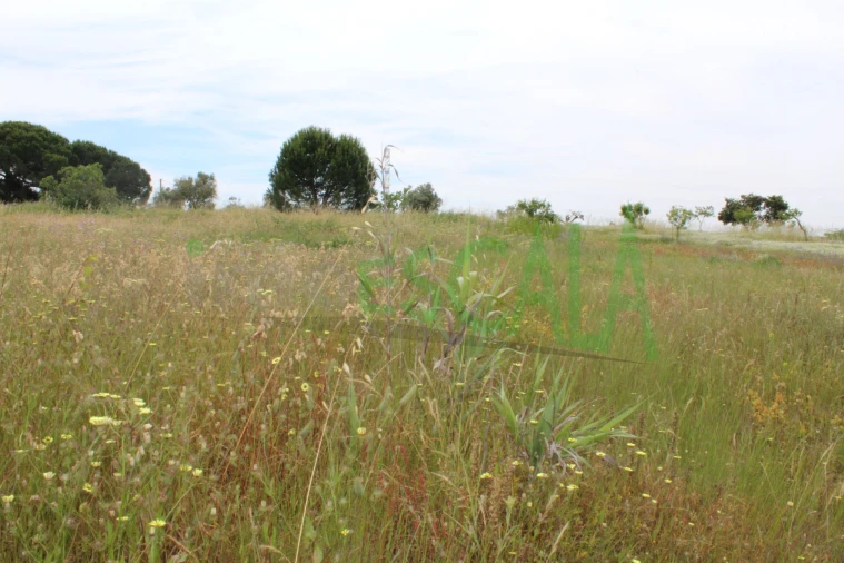 Terreno Agricola ou Rústico para Venda em Cartaxo e Vale da Pinta Foto 2