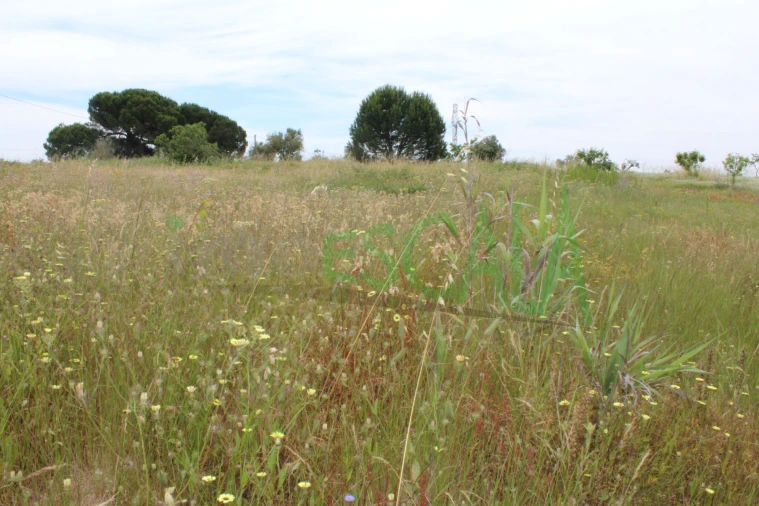 Terreno Agricola ou Rústico para Venda em Cartaxo e Vale da Pinta Foto 3