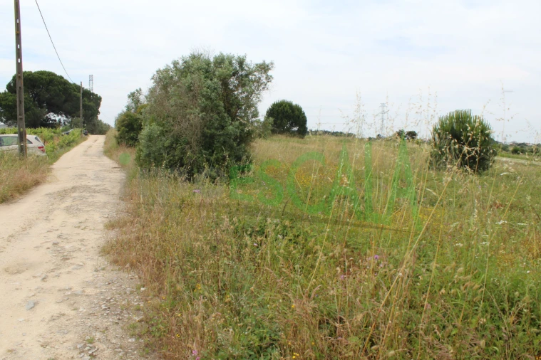 Terreno Agricola ou Rústico para Venda em Cartaxo e Vale da Pinta Foto 8