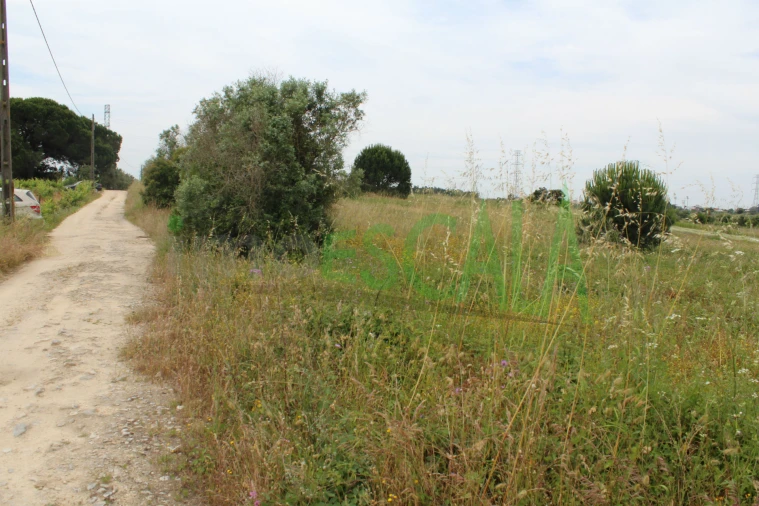 Terreno Agricola ou Rústico para Venda em Cartaxo e Vale da Pinta Foto 9