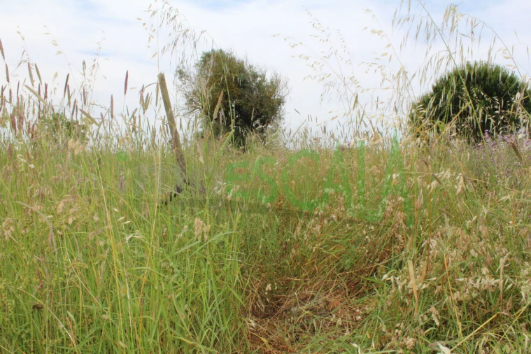 Terreno Agricola ou Rústico para Venda em Cartaxo e Vale da Pinta Foto 12