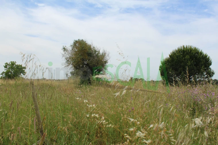 Terreno Agricola ou Rústico para Venda em Cartaxo e Vale da Pinta Foto 14