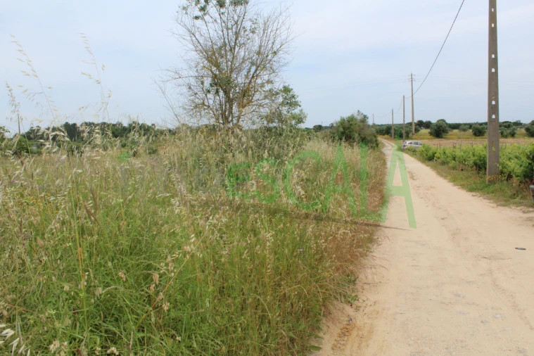 Terreno Agricola ou Rústico para Venda em Cartaxo e Vale da Pinta Foto 15