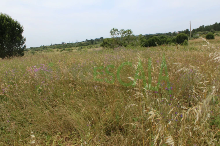 Terreno Agricola ou Rústico para Venda em Cartaxo e Vale da Pinta Foto 17