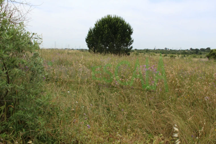 Terreno Agricola ou Rústico para Venda em Cartaxo e Vale da Pinta Foto 18