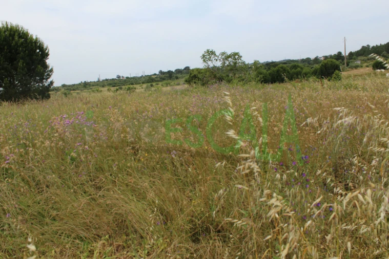 Terreno Agricola ou Rústico para Venda em Cartaxo e Vale da Pinta Foto 19