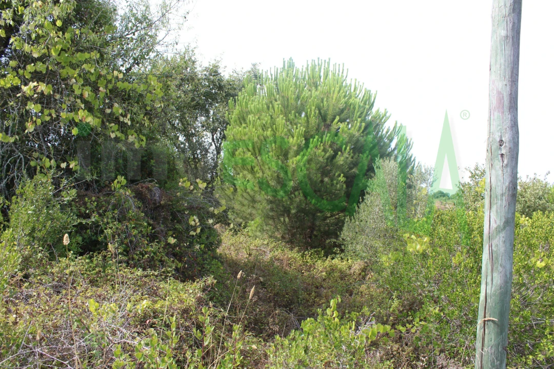 Terreno Agricola ou Rústico para Venda em Vila Chã de Ourique Foto 4