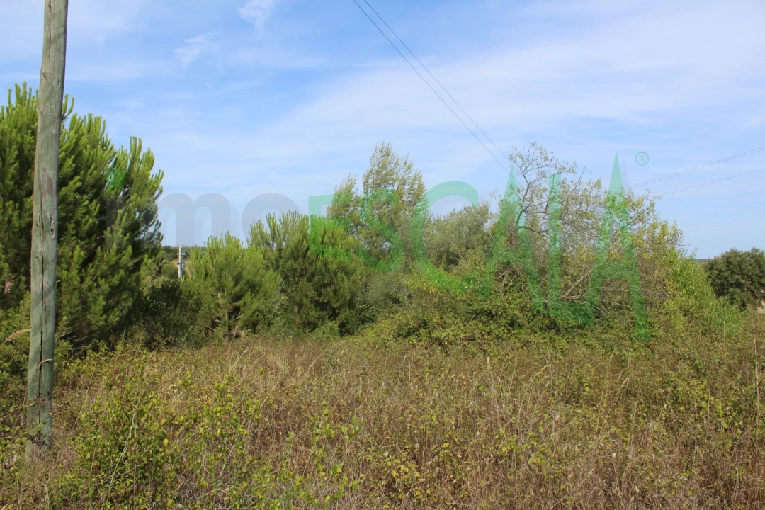 Terreno Agricola ou Rústico para Venda em Vila Chã de Ourique Foto 3