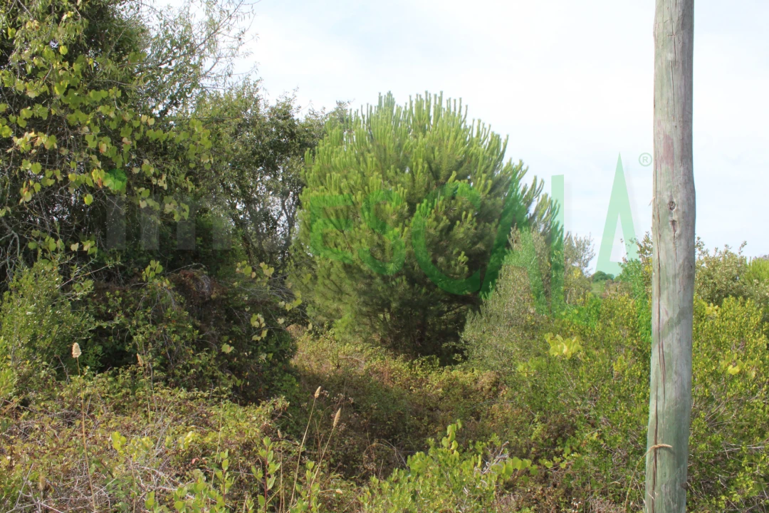 Terreno Agricola ou Rústico para Venda em Vila Chã de Ourique Foto 5