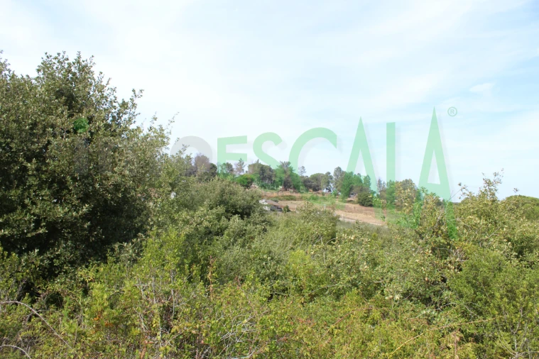 Terreno Agricola ou Rústico para Venda em Vila Chã de Ourique Foto 10