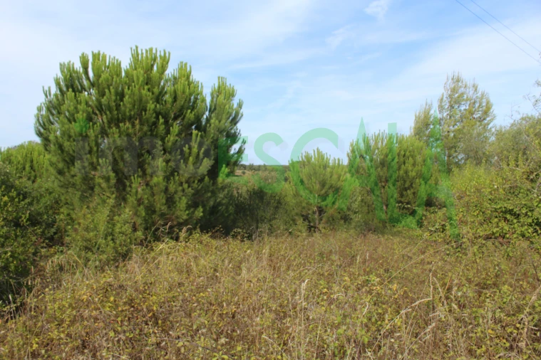 Terreno Agricola ou Rústico para Venda em Vila Chã de Ourique Foto 6