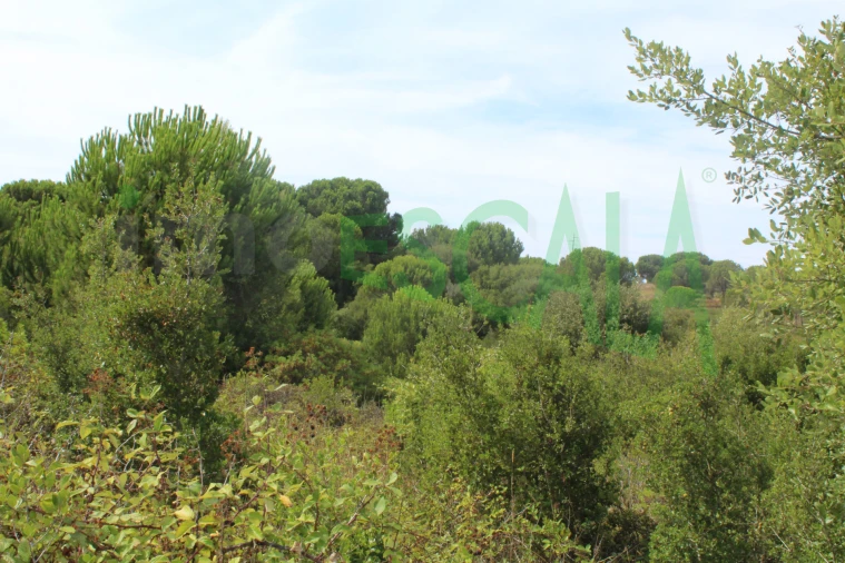 Terreno Agricola ou Rústico para Venda em Vila Chã de Ourique Foto 7