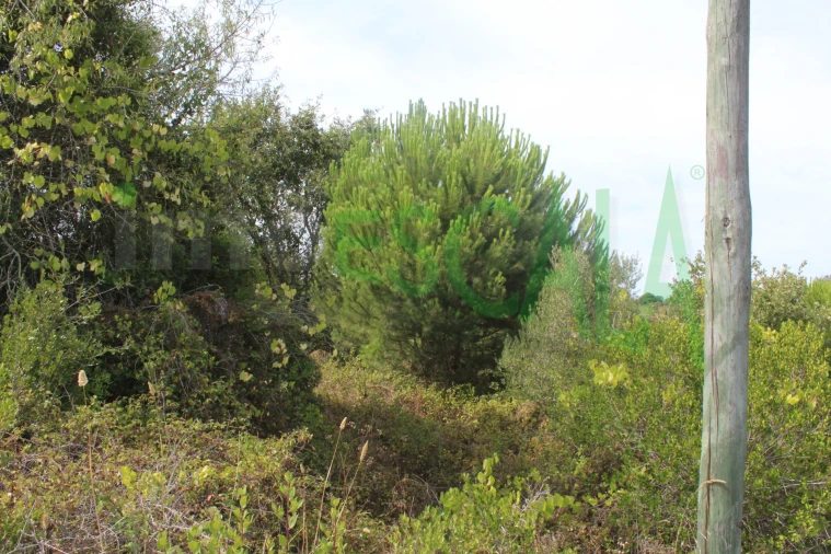 Terreno Agricola ou Rústico para Venda em Vila Chã de Ourique Foto 5