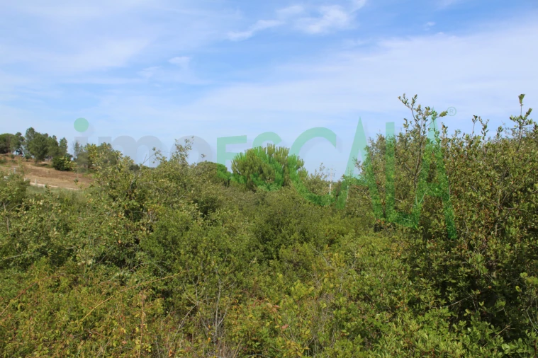 Terreno Agricola ou Rústico para Venda em Vila Chã de Ourique Foto 11