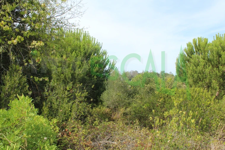 Terreno Agricola ou Rústico para Venda em Vila Chã de Ourique Foto 2