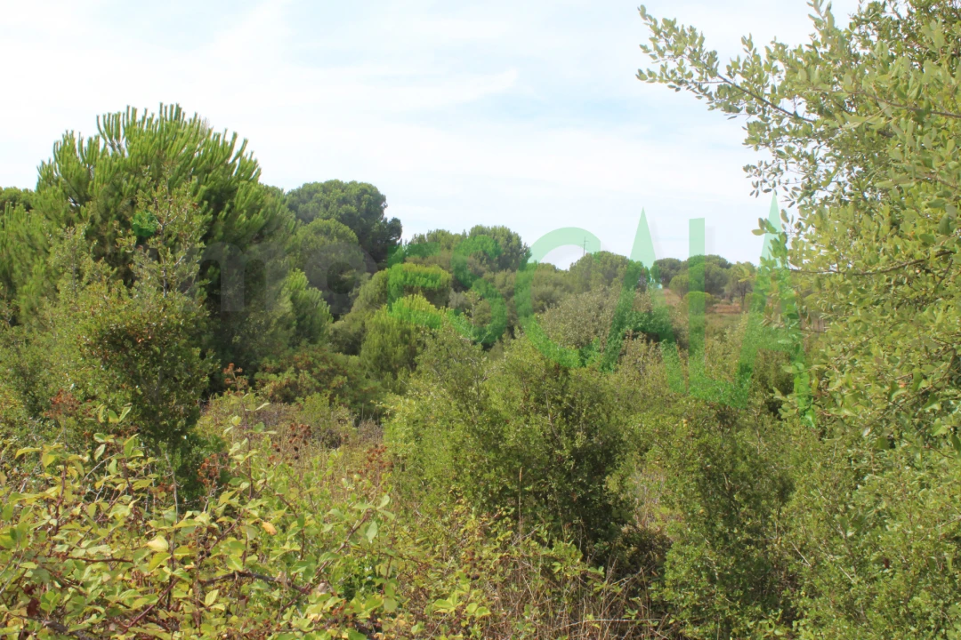 Terreno Agricola ou Rústico para Venda em Vila Chã de Ourique Foto 8
