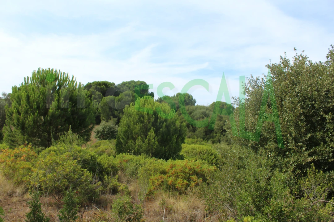 Terreno Agricola ou Rústico para Venda em Vila Chã de Ourique Foto 9