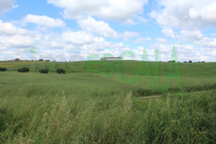 Terreno para Venda em Romeira e Várzea Foto 6