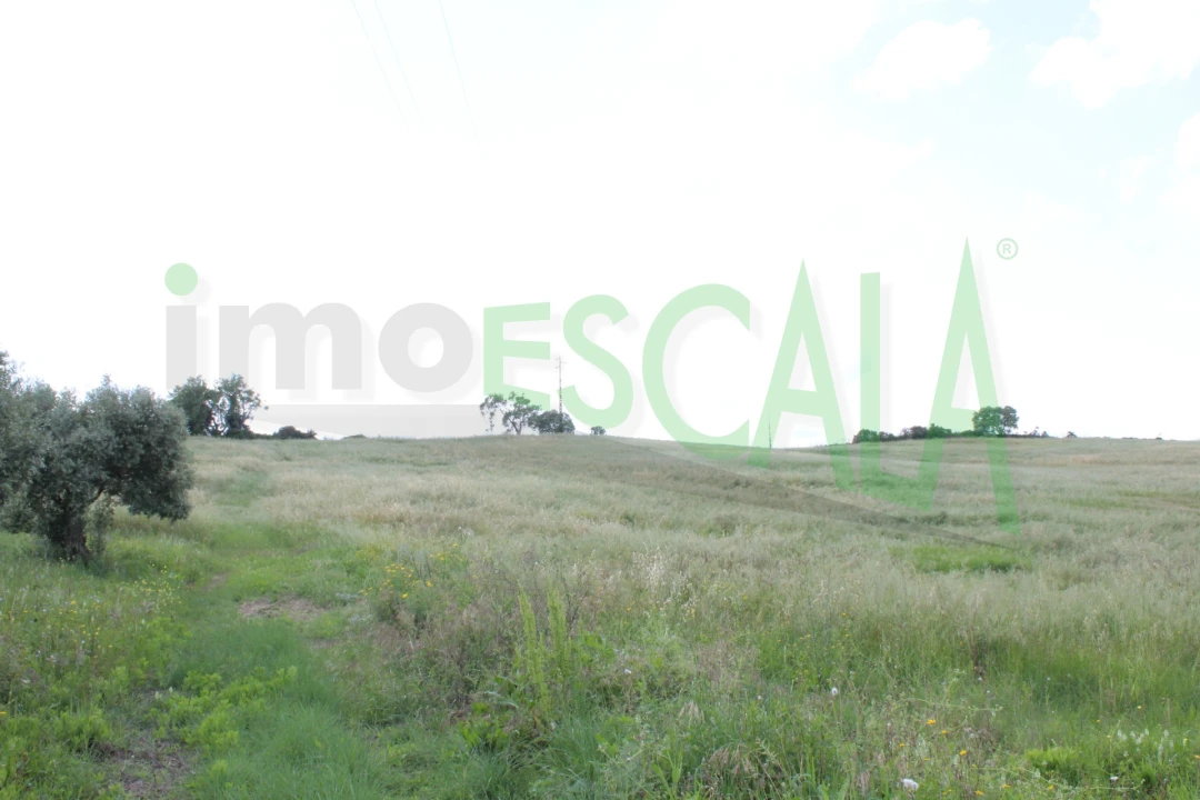 Terreno para Venda em Romeira e Várzea Foto 4