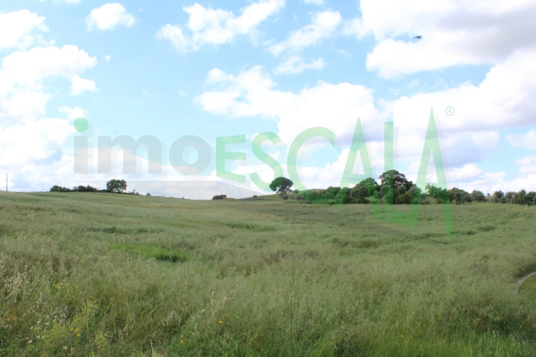Terreno para Venda em Romeira e Várzea Foto 5