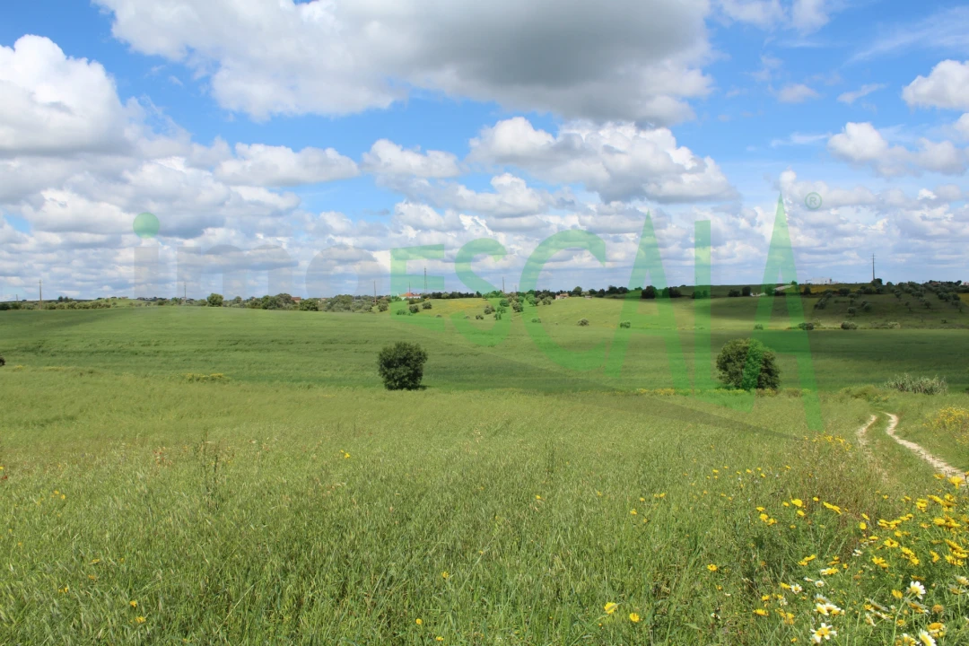 Terreno para Venda em Romeira e Várzea Foto 9
