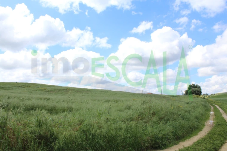 Terreno para Venda em Romeira e Várzea Foto 4
