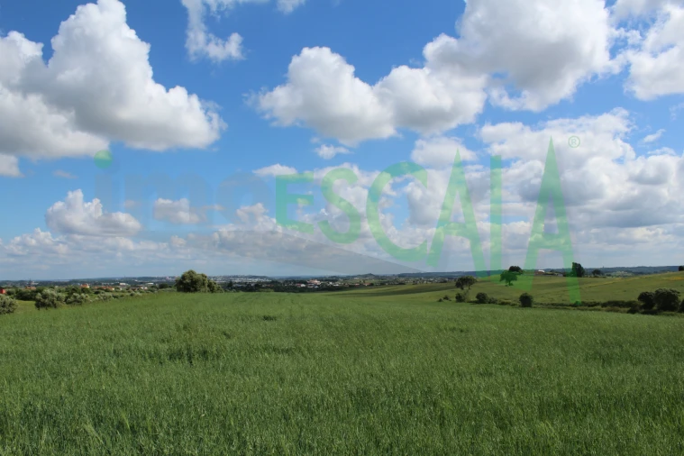 Terreno para Venda em Romeira e Várzea Foto 11
